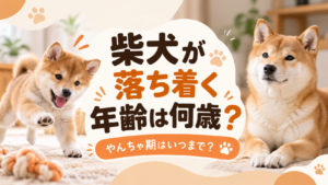 柴犬が落ち着く年齢は何歳？やんちゃはいつまで？上手な付き合い方を解説