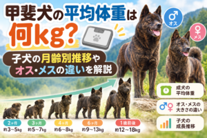 甲斐犬の平均体重は何kg？子犬の月齢別推移やオス・メスの違いを解説