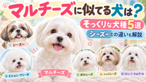 マルチーズに似てる犬は？そっくりな犬種5選とシーズーとの違いも解説
