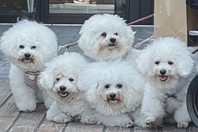 ビジョン・フリーゼ