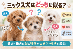 ミックス犬はどっちに似る？父犬・母犬に似る特徴や大きさ・性格を解説