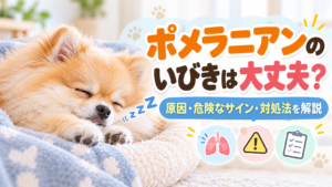 ポメラニアンのいびきは大丈夫？原因・危険なサイン・対処法を解説