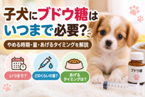 子犬にブドウ糖はいつまで必要？やめる時期・量・あげるタイミングを解説