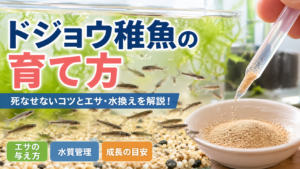 ドジョウ稚魚の育て方｜死なせないコツとエサ・水換え完全ガイド
